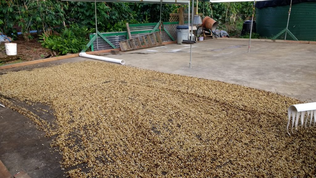 The first batch of coffee parchment drying